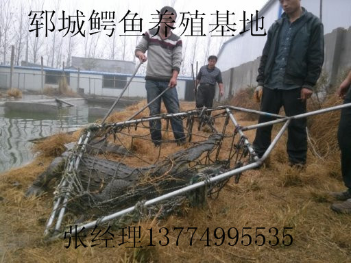 广西低价出售10-30公斤活体鳄鱼